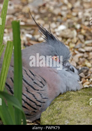 Crested Taube (Ocyphaps Lophotes) Stockfoto