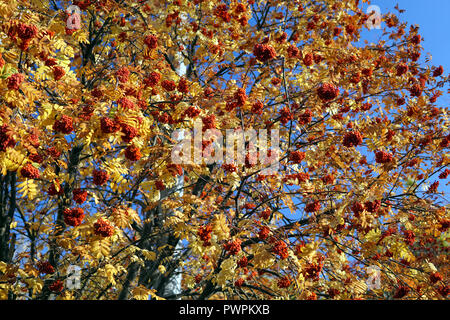 Bush von Reifen Rowan im späten Oktober Stockfoto