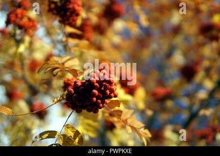 Bush von Reifen Rowan im späten Oktober Stockfoto