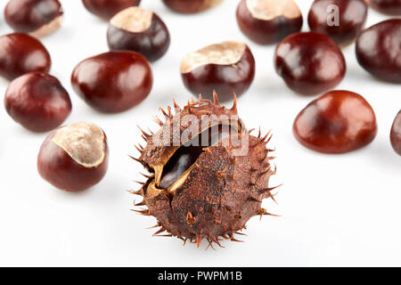 Mit braunen dornige schälen und viele geschälte Pferd - Kastanien auf weißem Hintergrund Kastanie. Stockfoto