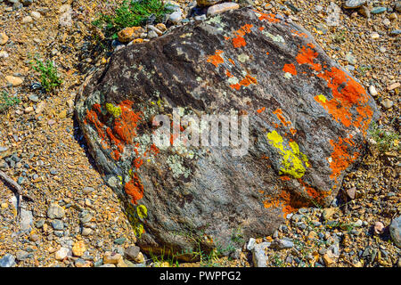 Bunte Flecken verschiedener Flechten auf dem Boulder in Altai Gebirge, Russland Stockfoto