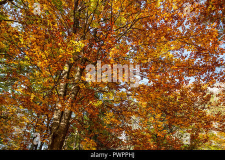 Bunten Baumkronen im Wald im Herbst Stockfoto