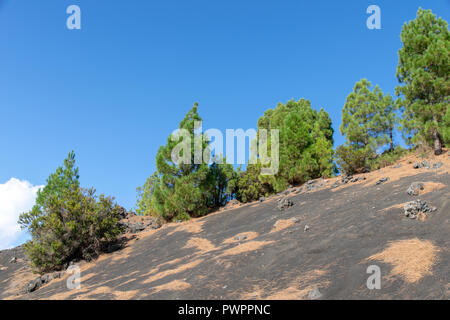 Pinien wachsen auch Llanos del Jable in der Nähe von El Pilar Viewpoint, Insel La Palma, Canarie Stockfoto