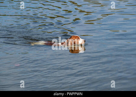 Welsh Springer Spaniel hund schwimmt in einem kleinen See. Stockfoto