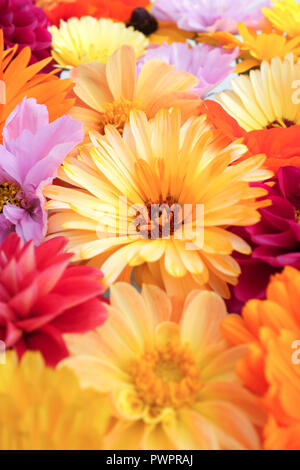 Blass gelb calendula Flower in selektiven Fokus zwischen hellen Garten blüht Stockfoto