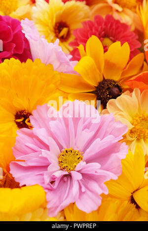 Pale Pink Kosmos Blume in selektiven Fokus mit gelben calendulas und rudbeckien Blumen Stockfoto