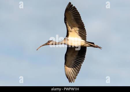 Eine sehr junge Scarlet Ibis steigt Overhead in den Morgen. Stockfoto