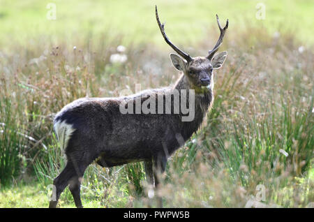 Sika Hirschen während der Brunft im Herbst Stockfoto