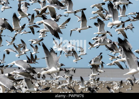 Eine große Anzahl von Lachen Möwen zu Flug im Wattenmeer von Trinidad. Stockfoto