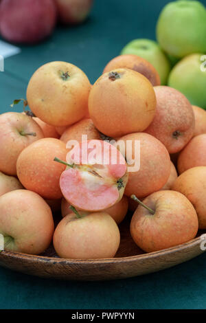 Pink Sunburst Apfel / Malling Sunburst. Neue, süß schmeckende Apfelsorte auf dem Display. VEREINIGTES KÖNIGREICH Stockfoto