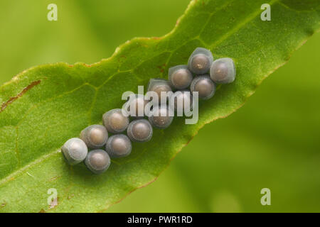 Haarige Shieldbug Eier auf Dock leaf. Tipperary, Irland Stockfoto