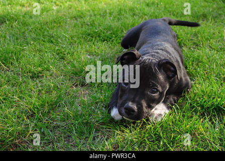 American Staffordshire Terrier. Cute Puppy pure Brot auf dem Grün. Stockfoto