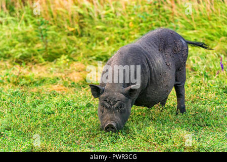 Cute schwarz Lustig aktiv Vietnamesischen Schwein outdoor Stockfoto