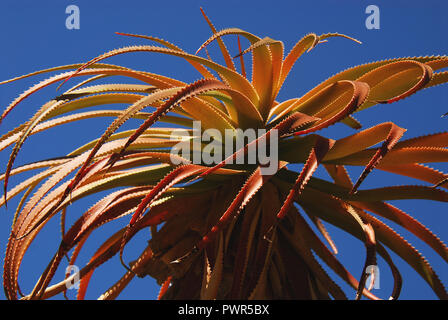 Einen schönen grossen roten Aloe Sukkulenten vor einem tiefblauen Himmel in Südafrika gegenübergestellt, in der Nähe von Kapstadt. Stockfoto