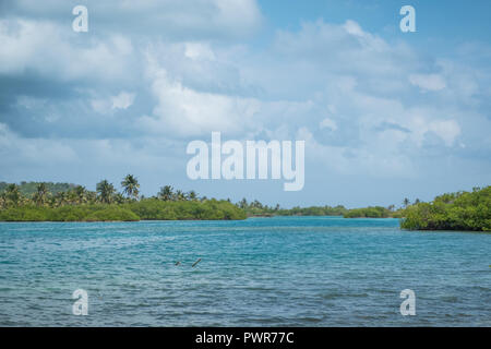 Ozean/Fluss mit Mangroven und Palmen Landschaft, Panama Stockfoto