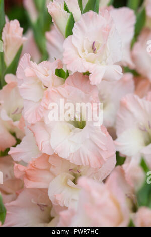 Gladiolen 'Unvorsichtige' Blumen. Stockfoto