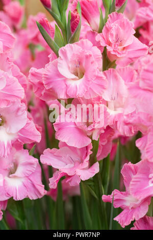 Gladiolen 'Karaoke' Blumen. Stockfoto