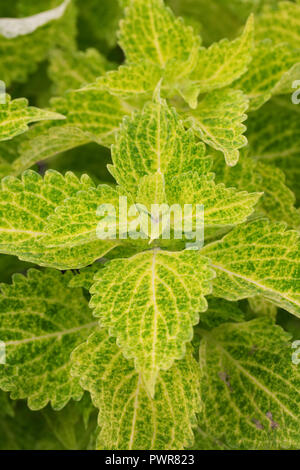 Solenostemon scutellarioides 'River Walk". Stockfoto