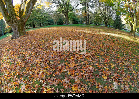 Fischaugenobjektiv, bunten Herbst Ahorn Blätter auf dem Boden in Shaughnessy Park und das Arboretum, die Mondsichel, Vancouver, BC, Kanada Stockfoto