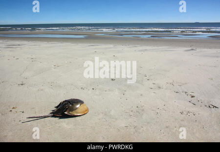 Ein horseshoe Crab an einem Strand mit Meeresrauschen im Hintergrund gestrandet. Stockfoto