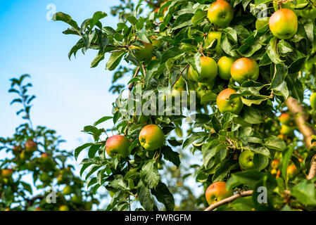 Reife äpfel auf einem Baum auf Zweige gegen Stockfoto