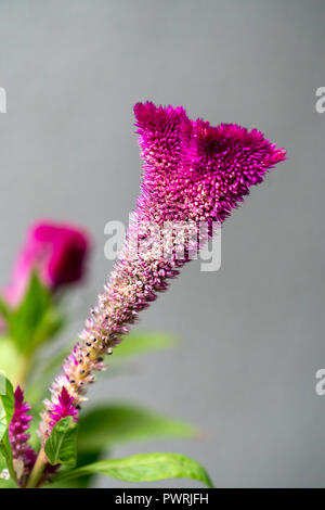 Celosia argentea var. cristata Blüte in einem Garten in Rumänien Stockfoto