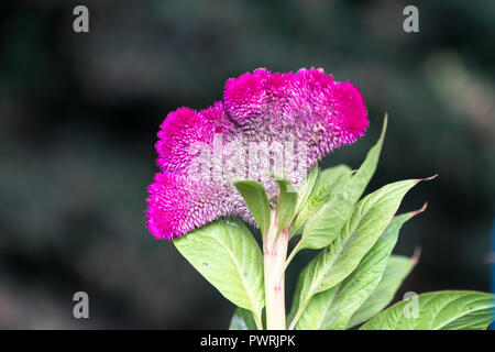 Celosia argentea var. cristata Blüte in einem Garten in Rumänien Stockfoto