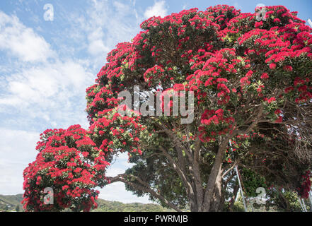 Blühender Baum mit Stacheligen rote Blüten an einem sonnigen Tag in Waitangi, Bucht von Inseln, Neuseeland Stockfoto