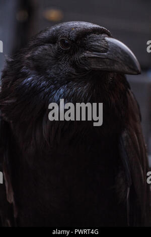 Nahaufnahme der schwarze Krähe Gesicht Stockfoto