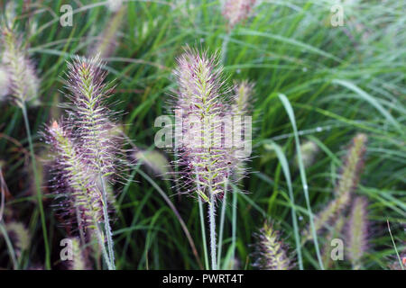 Tautropfen auf einem violetten Fuzzy Anlage Stockfoto