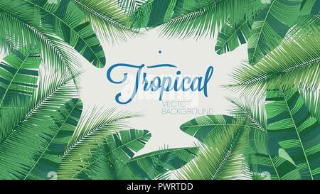 Vektor tropischen botanischen Pflanzen, Hintergrund mit Blättern von Kokos und Banane Vorlage für Ihr Design Stock Vektor