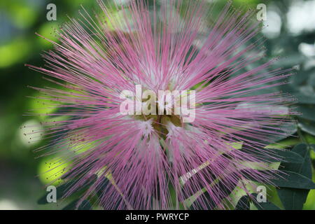 Pink Powder Puff, C. surinamensis, hübsche und exotische rosa Blume, die im Blumengarten wächst. Stockfoto