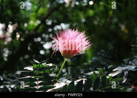 Pink Powder Puff, C. surinamensis, hübsche und exotische rosa Blume, die im Blumengarten wächst. Stockfoto