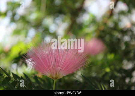 Pink Powder Puff, C. surinamensis, hübsche und exotische rosa Blume, die im Blumengarten wächst. Stockfoto