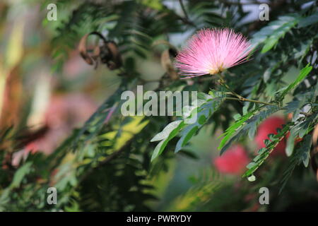 Pink Powder Puff, C. surinamensis, hübsche und exotische rosa Blume, die im Blumengarten wächst. Stockfoto