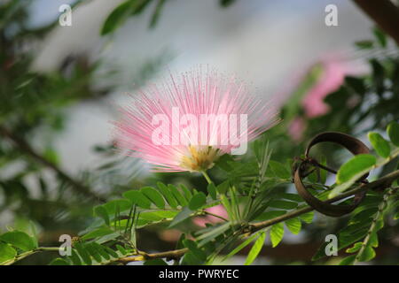 Pink Powder Puff, C. surinamensis, hübsche und exotische rosa Blume, die im Blumengarten wächst. Stockfoto