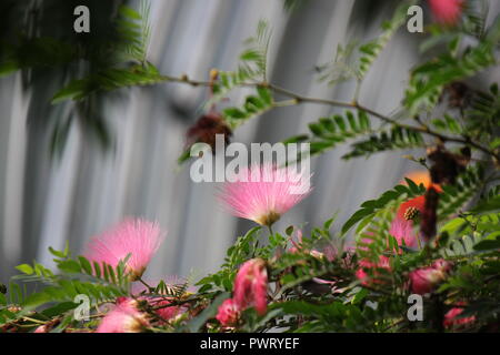 Pink Powder Puff, C. surinamensis, hübsche und exotische rosa Blume, die im Blumengarten wächst. Stockfoto