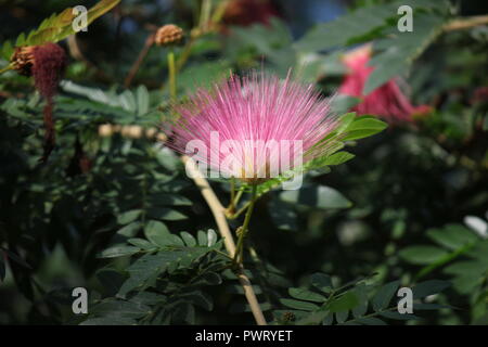 Pink Powder Puff, C. surinamensis, hübsche und exotische rosa Blume, die im Blumengarten wächst. Stockfoto