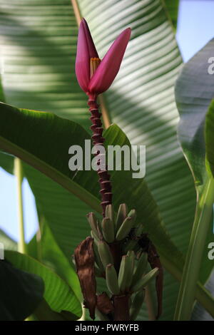 Bananenbaumpflanze, die Früchte und Blütenstände zeigt und im Blumengarten wächst. Stockfoto