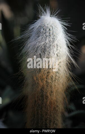 Cephalocereus senilis, der mexikanische Old man Cactus, wächst im Wüstengarten. Stockfoto