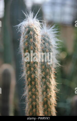 Cephalocereus senilis, der mexikanische Old man Cactus, wächst im Wüstengarten. Stockfoto