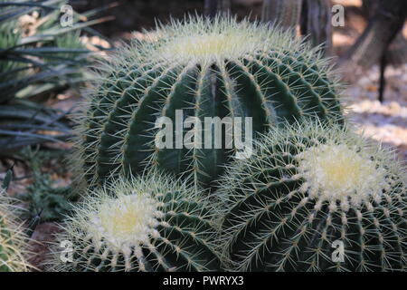 Echinocactus grusonii, goldener Fasskaktus, goldener Ball oder das Kissen der Schwiegermutter, die im Wüstengarten wachsen. Stockfoto