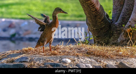 Ente verbreitet ist Flügel an einem sonnigen Tag Stockfoto