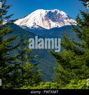 Iconic Mount Rainier mit hellen grünen Bäumen, Stockfoto