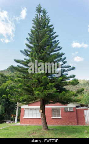 Ein schöner Baum, dass Weihnachten werden könnten Stockfoto