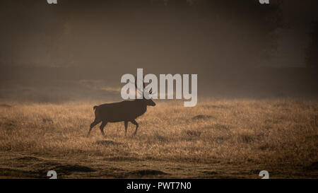 Rotwild in Lichtstrahlen fotografiert auf einem nebelhaften Sonnenaufgang in Forrest in Großbritannien. Hirsch Art ist Rotwild und sind in Bradgate Park entfernt Stockfoto