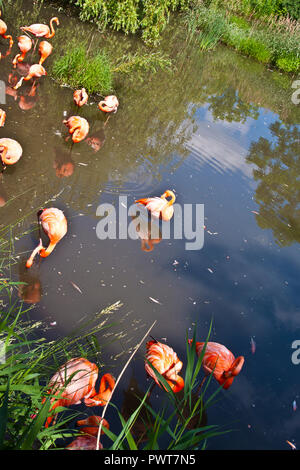 Granby Quebec, Eastern Townships, Flamingos Stockfoto