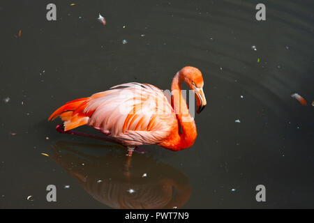 Granby Quebec, Eastern Townships, Flamingos Stockfoto