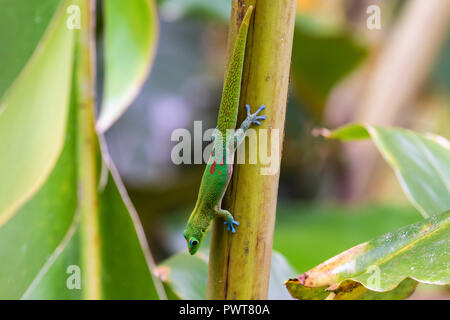 Goldstaub Taggecko (Phelsuma laticauda) Klettern mit der Oberseite nach unten auf eine Palme, die in der Big Island Hawaii Akaka Falls State Park. Stockfoto