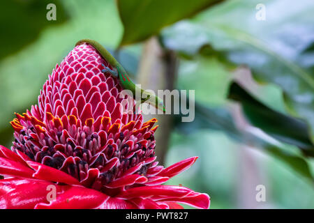 Goldstaub Taggecko (Phelsuma laticauda) auf leuchtend rote Fackel ginger Blossom (etlingera elatiorbegonie Erdbeere), in der Big Island Hawaii Akaka Falls State Park. Stockfoto